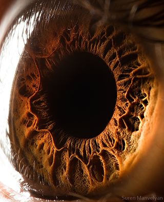 Illustration for article titled I Can't Stop Looking at These Macros of "Your Beautiful Eyes"